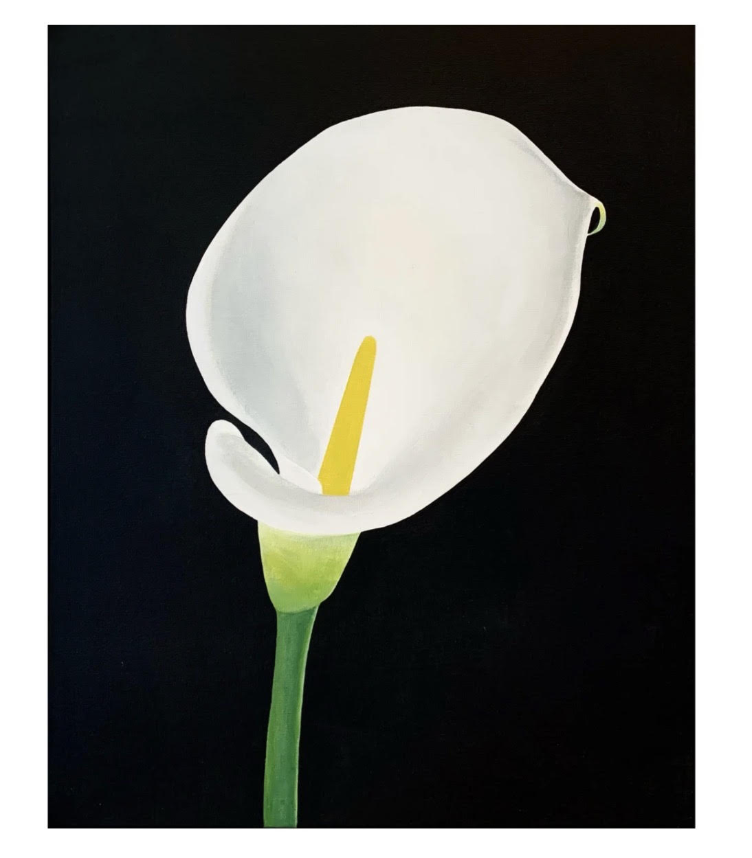 Calla Lily